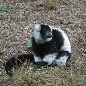 Lemur Woods - 19.08.2011