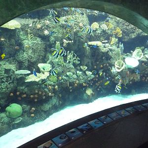 Tropical Pacific Preview Exhibit