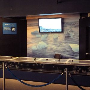 Poles In Peril - Moon Jelly Touch Tank