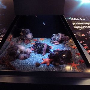 Poles In Peril - Feather Star Exhibit