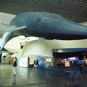 Great Hall Of The Pacific - Blue Whale Statue