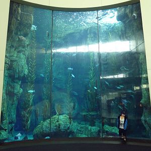 Blue Cavern - Kelp Forest Exhibit