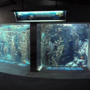 Southern California/Baja Gallery - Amber Forest Exhibit