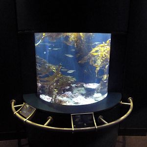 Southern California/Baja Gallery - Redondo Canyon Exhibit