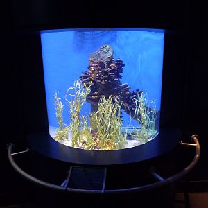 Southern California/Baja Gallery - Pacific Seahorse Exhibit