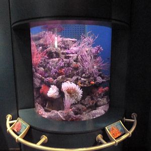 Southern California/Baja Gallery - California Hydrocoral Exhibit