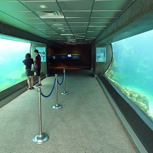 Southern California/Baja Gallery - Sea Lion/Harbor Seal Exhibit