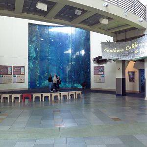 Blue Cavern - Kelp Forest Exhibit