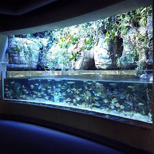 Tropical Pacific Gallery - Coral Lagoon Exhibit (Palau)