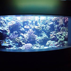 Tropical Pacific Gallery - Coral Reef Exhibit