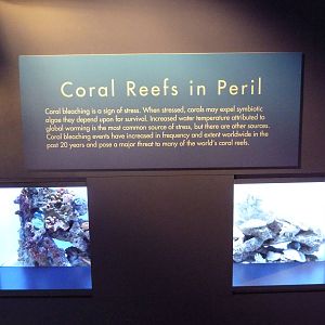 Tropical Pacific Gallery - Coral Reef Bleaching Exhibit
