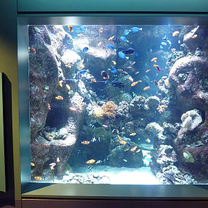 Tropical Pacific Gallery - Clownfish Exhibit