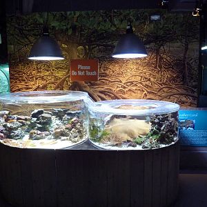 Tropical Pacific Gallery - Leather Coral Exhibit