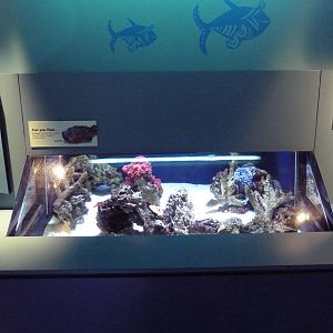 Tropical Pacific Gallery - Stonefish Exhibit