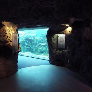 Tropical Pacific Gallery - Tropical Reef Habitat