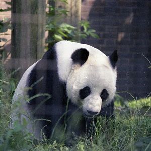 1980s Panda