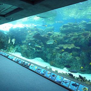 Tropical Pacific Gallery - Tropical Reef Habitat