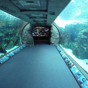 Tropical Pacific Gallery - Tropical Reef Habitat