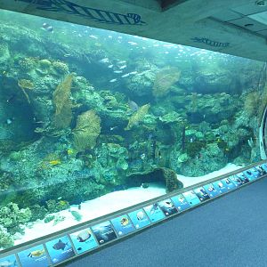 Tropical Pacific Gallery - Tropical Reef Habitat