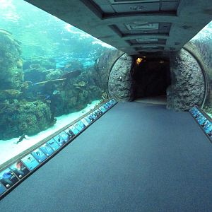 Tropical Pacific Gallery - Tropical Reef Habitat