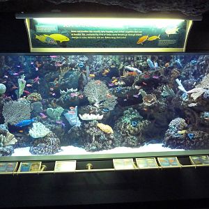 Tropical Pacific Gallery - Sex Change Exhibit