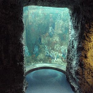 Tropical Pacific Gallery - Tropical Reef Habitat (Blue Hole)