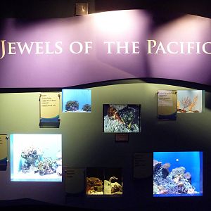 Tropical Pacific Gallery - Jewels Of The Pacific Exhibits