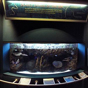 Tropical Pacific Gallery - Sea Krait Exhibit