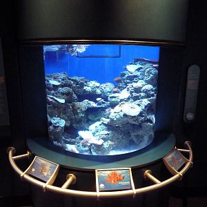 Tropical Pacific Gallery - Lionfish Exhibit