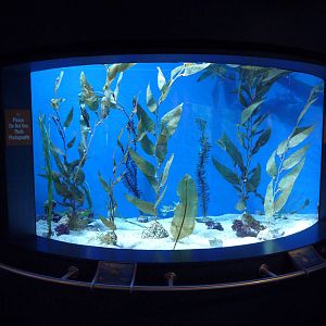 Tropical Pacific Gallery - Leafy Sea Dragon Exhibit