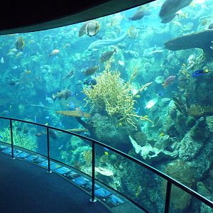 Tropical Pacific Gallery - Tropical Reef Habitat