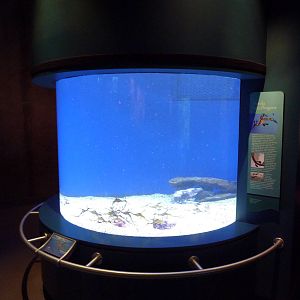 Tropical Pacific Gallery - Weedy Sea Dragon Exhibit