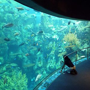 Tropical Pacific Gallery - Tropical Reef Habitat