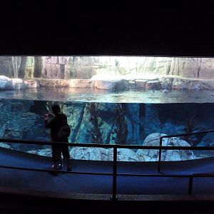 Northern Pacific Gallery - Sea Otter Exhibit