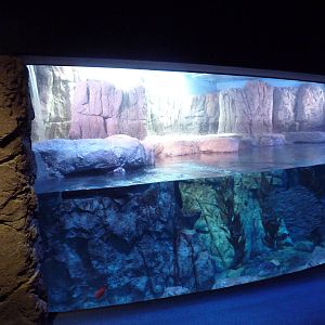 Northern Pacific Gallery - Sea Otter Exhibit