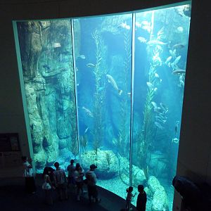 Blue Cavern - Kelp Forest Exhibit