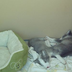 Molina Animal Care Center - Arctic Fox Pups