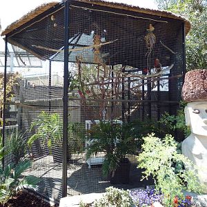 Black-Capped Lory Exhibit