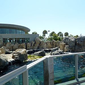 California Sea Lion/Harbor Seal Exhibit
