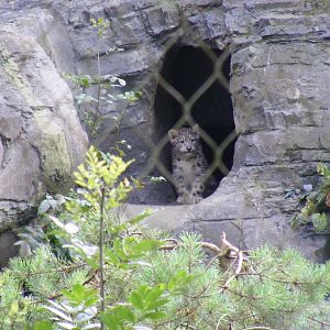 Snow leopard cub at Marwell Wildlife on 28 August 2011