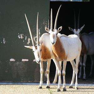 Scimitar-horned oryxes at Marwell Wildlife on 28 August 2011