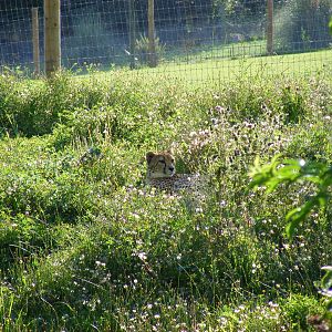 Cheetah at Marwell Wildlife on 28 August 2011