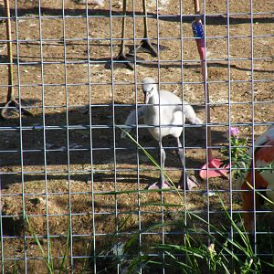 Greater flamingo chick at Marwell Wildlife on 28 August 2011