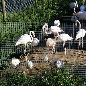 Greater flamingoes at Marwell Wildlife on 28 August 2011