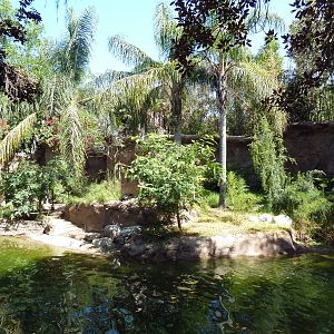 Black Howler Monkey/Crested Screamer/Black-Necked Swan/Mallard Exhibit