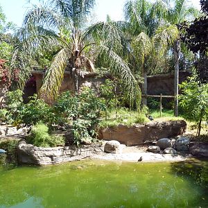 Black Howler Monkey/Crested Screamer/Black-Necked Swan/Mallard Exhibit