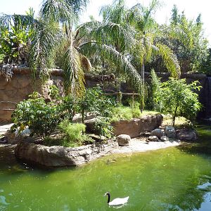 Black Howler Monkey/Crested Screamer/Black-Necked Swan/Mallard Exhibit