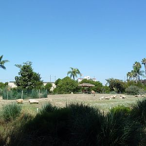Tierra de las Pampas - Guanaco Exhibit