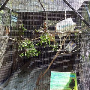 Red-Crowned Amazon Parrot Exhibit