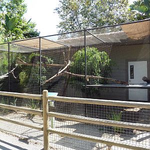 Binturong Exhibit